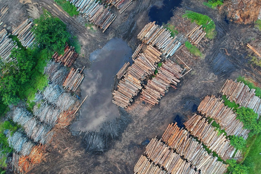 Bamboo Toilet Paper: A Force for Protecting the World’s Forests
