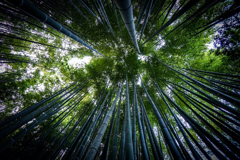 8 Different Types of Bamboo & Uses
