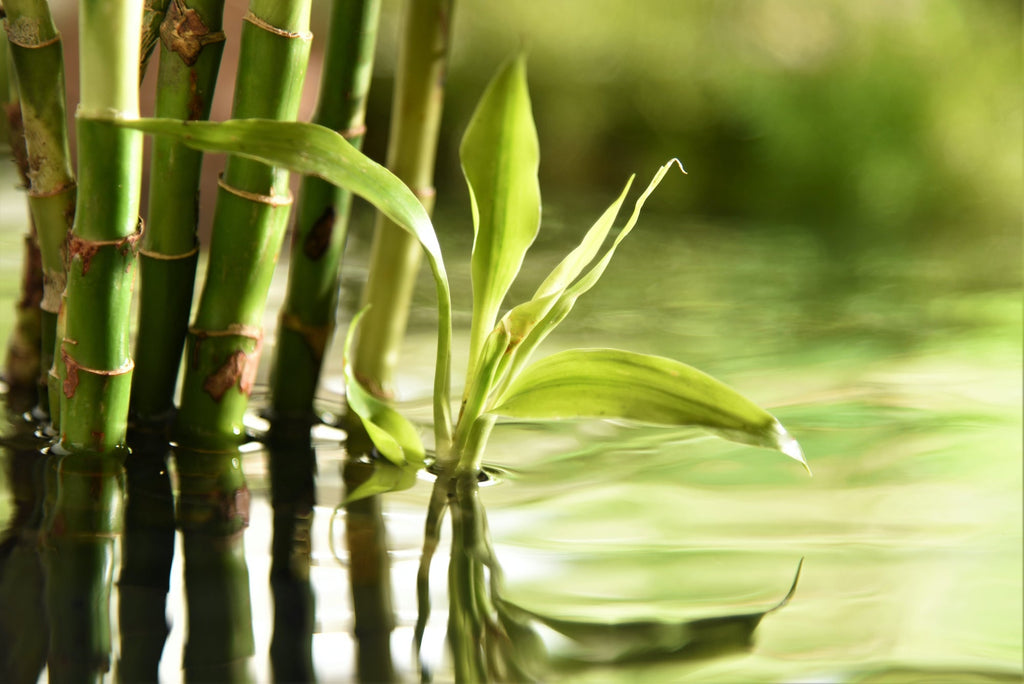 How Fast Does a Bamboo Grow in a Day?
