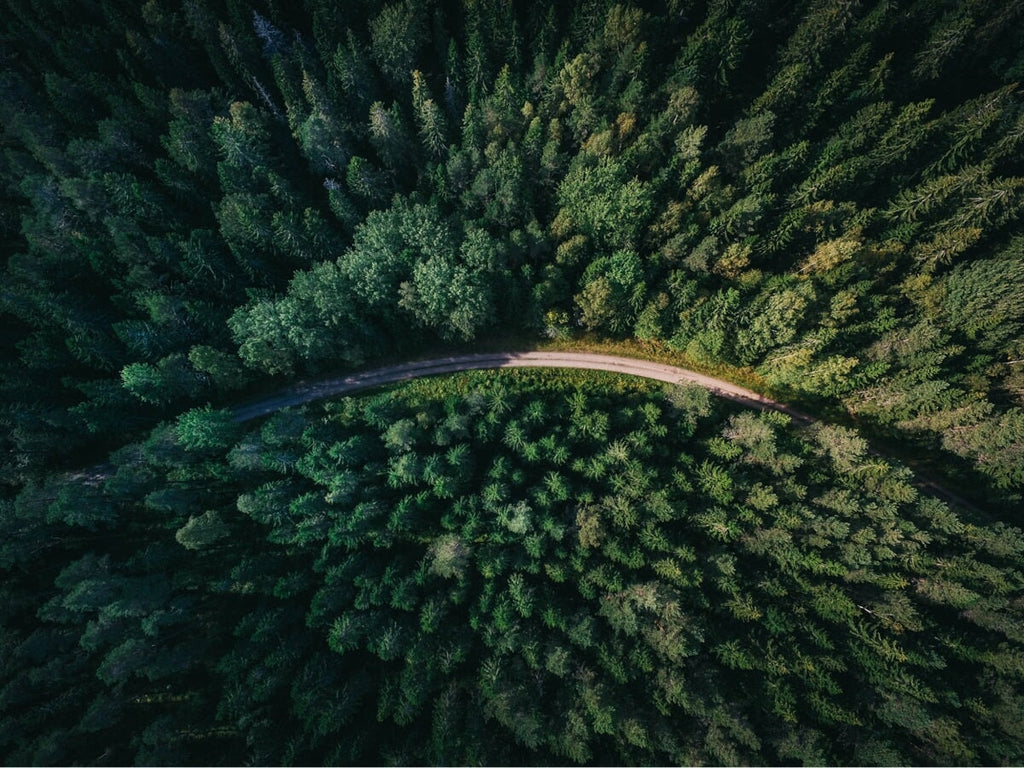 How Many Trees Does It Take to Make Toilet Paper?