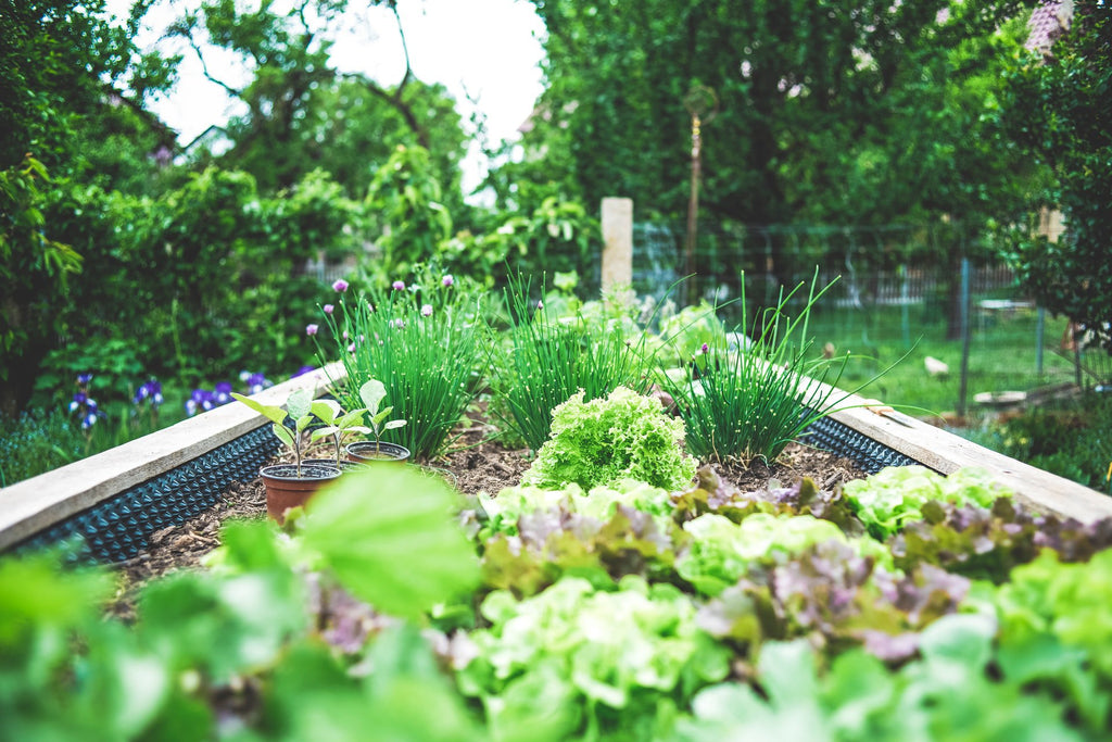 The Best Homegrown Herbs to Grow in Your Garden