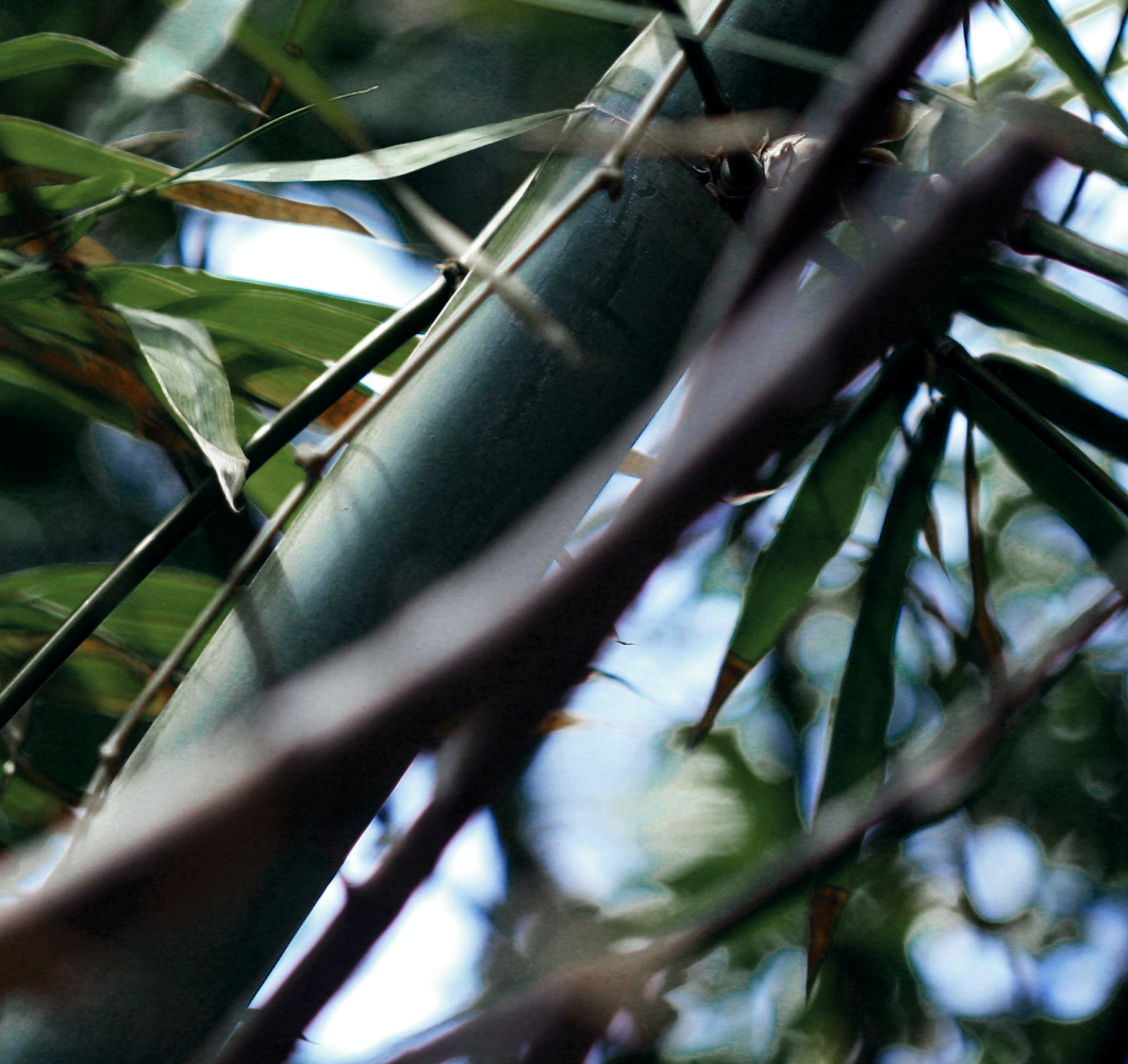 Bamboo plant