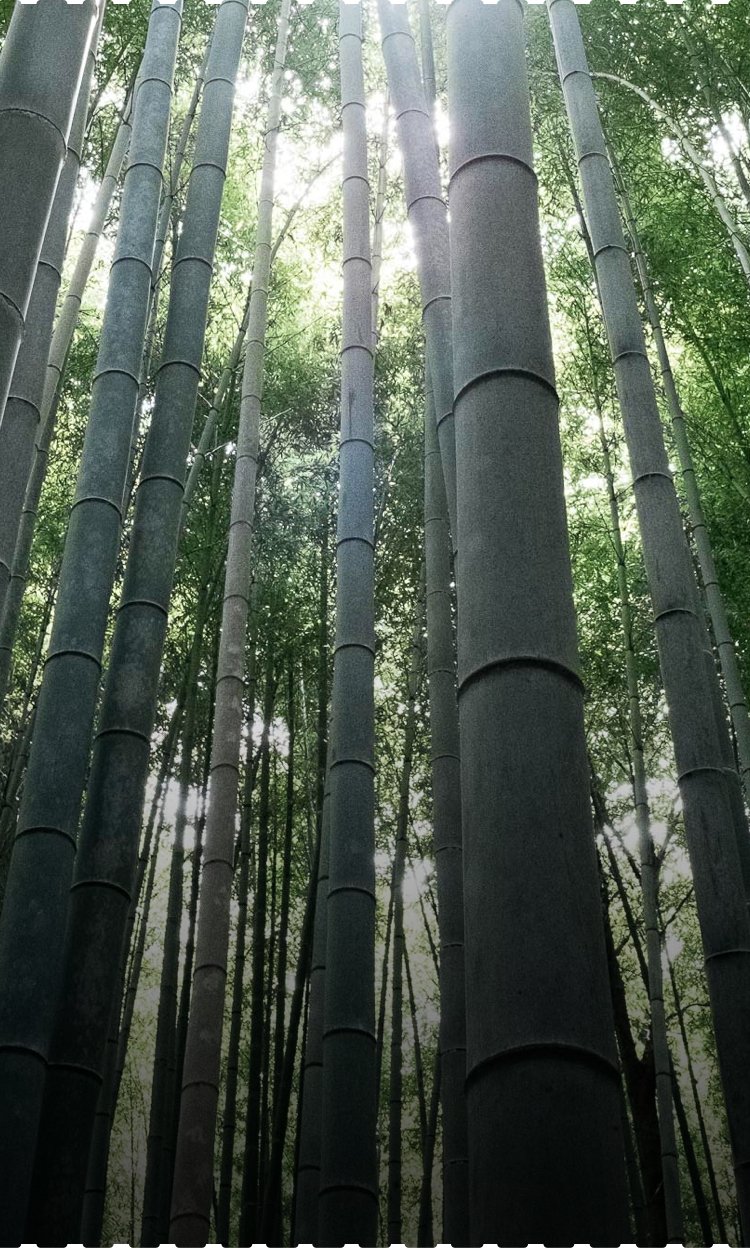 100-bamboo