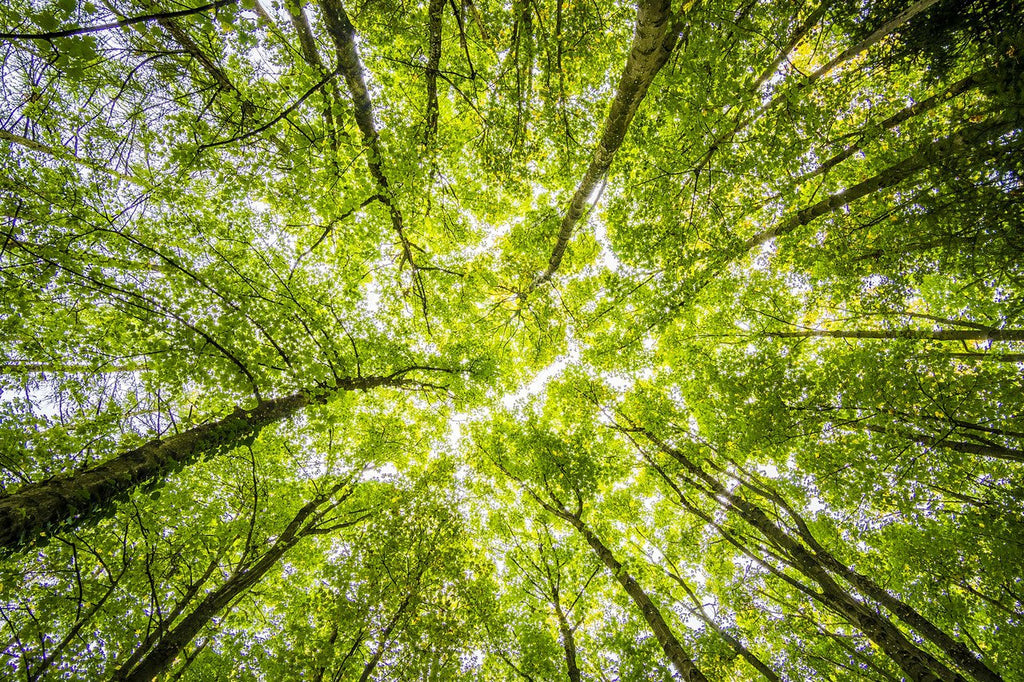 How to Save The Trees: 5 Ways to Protect Our Forests