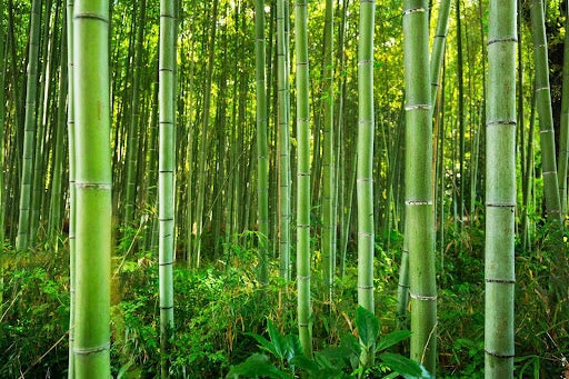 Is Bamboo a Tree or Grass? Explained