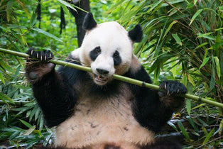 Why Do Pandas Eat Bamboo?
